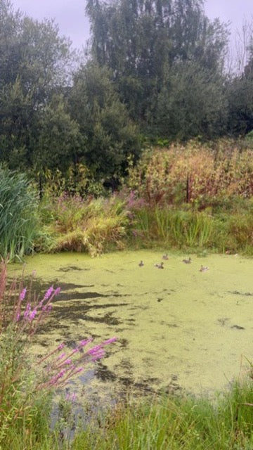 Life is Coming, Art Print